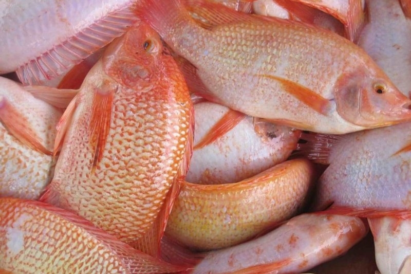 cá diêu hồng hấp tàu xì 7