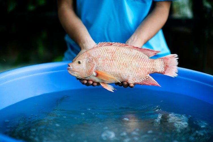 canh cá diêu hồng nấu ngót 7