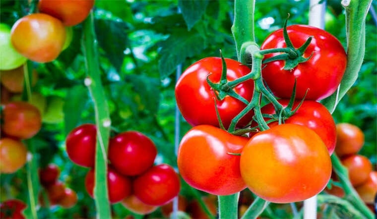 canh cá diêu hồng nấu ngót 8