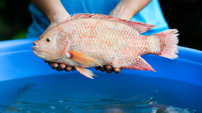 cá diêu hồng om dưa (hình 2)
