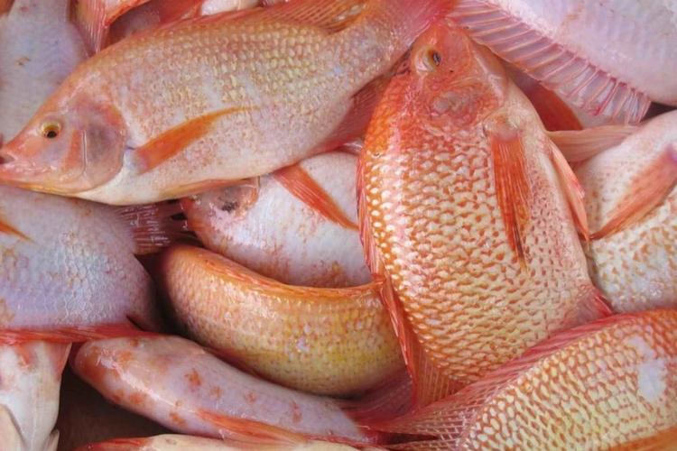 cá diêu hồng om dưa 1