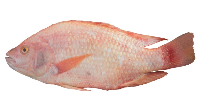 Cá điêu hồng sốt me (Hình 6)