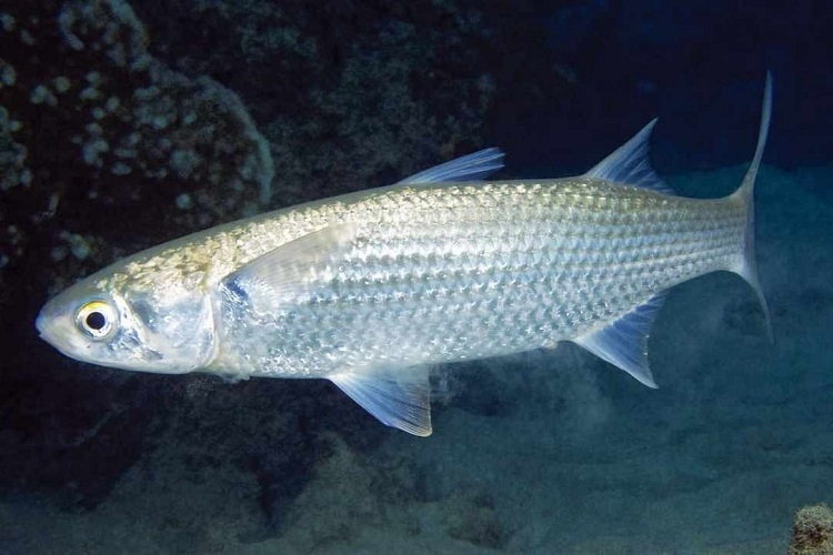 Cá đối nấu canh chua (Hình 1)