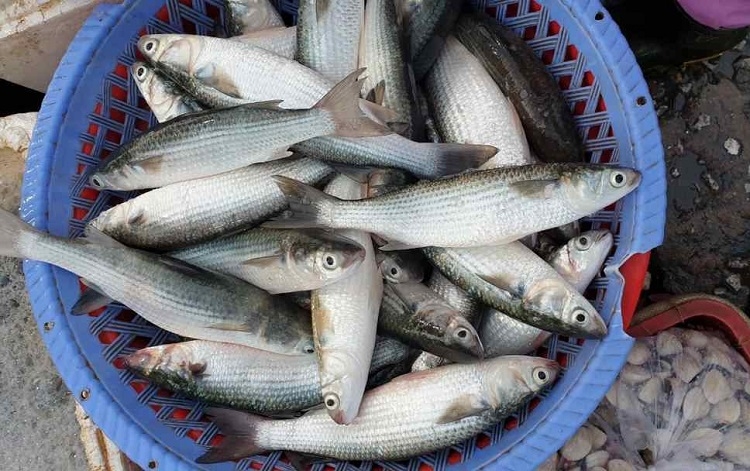 Cá đối nấu canh chua (Hình 2)