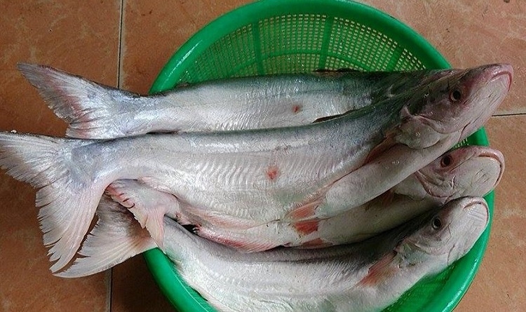 Cá dứa kho tộ (Hình 1)