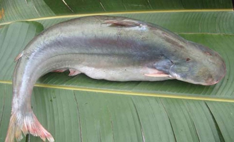 Cá dứa kho tộ (Hình 2)