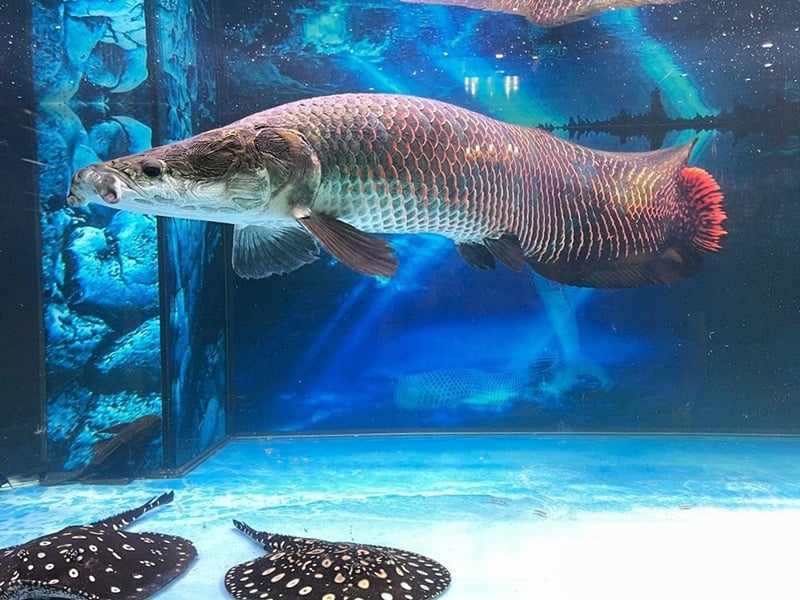 cá hải tượng 1