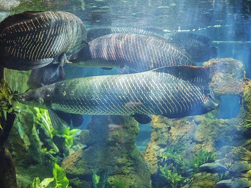 cá hải tượng 4