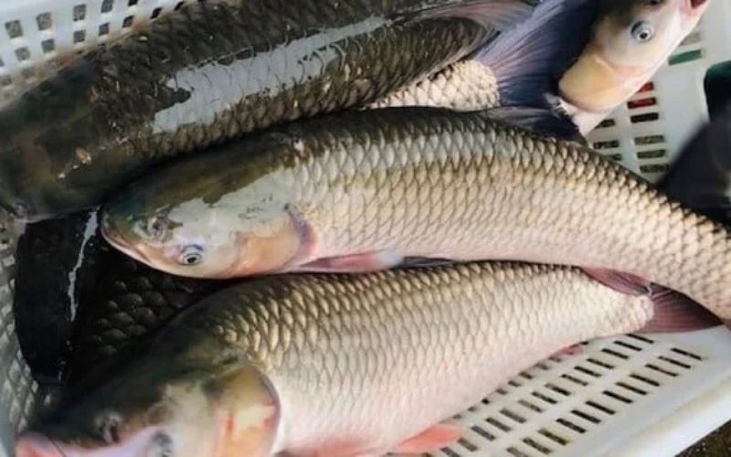 Cách chọn cá tươi ngon