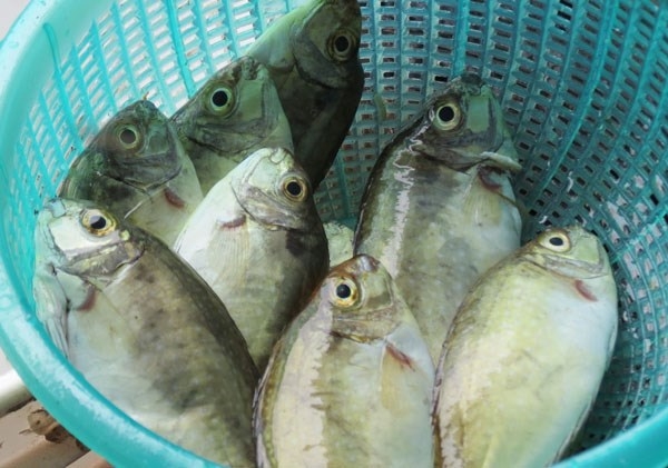 Mẹo chọn cá kình tươi ngon