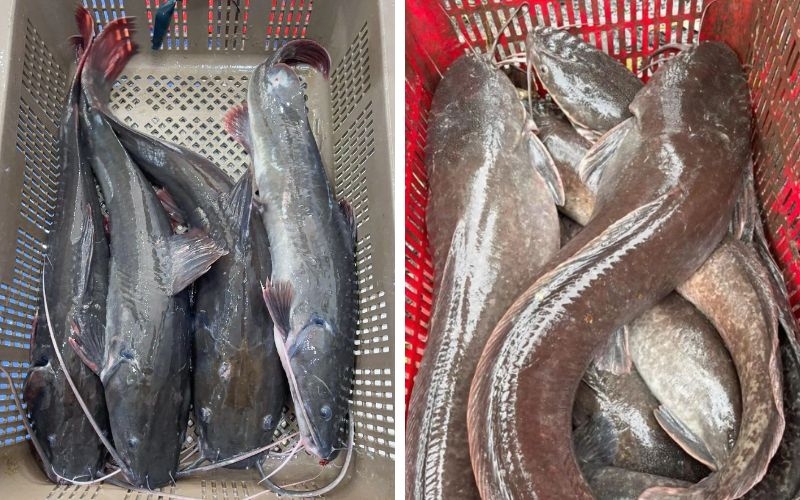 Phân biệt cá lăng với cá trê