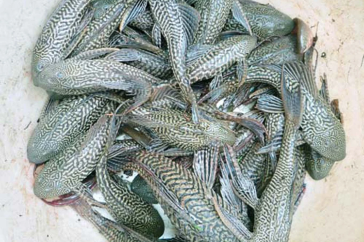 Cá lau kiếng hình 8