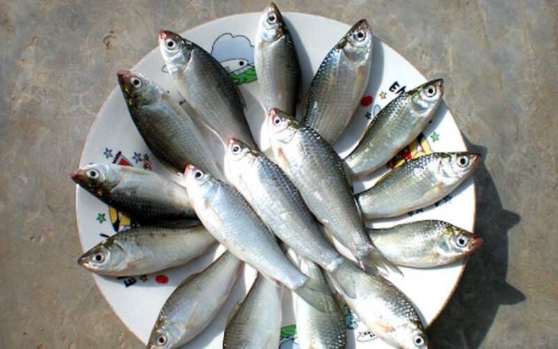 cá linh kho khóm 4
