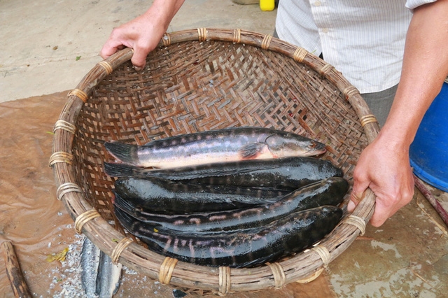 cá lóc nướng riềng mẻ 2