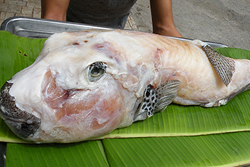Cá mặt thỏ là cá gì - hình 3