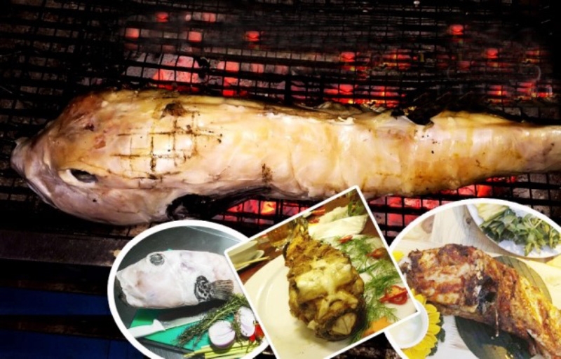 Cá mặt thỏ là cá gì - hình 5