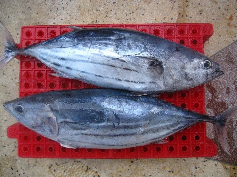 Cá ngừ kho măng 2