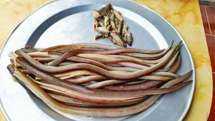 cá nhệch 2