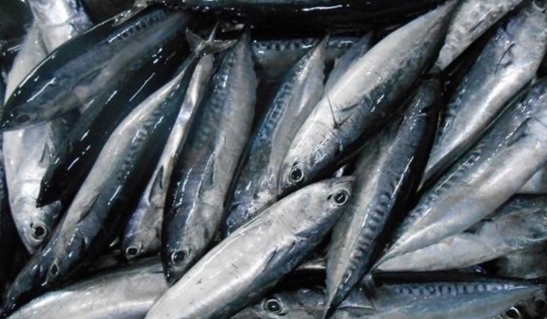 cá ồ nướng 3