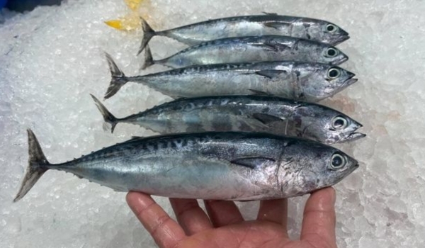 cá ồ nướng 1