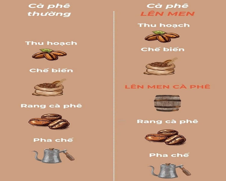 Cà phê lên men​ (Hình 2)