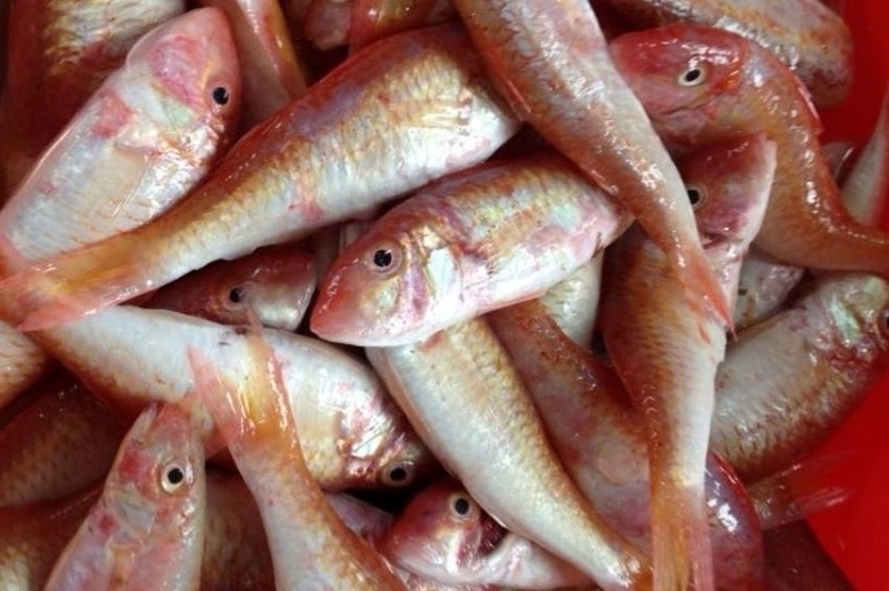 cá phèn kho nghệ hình 2