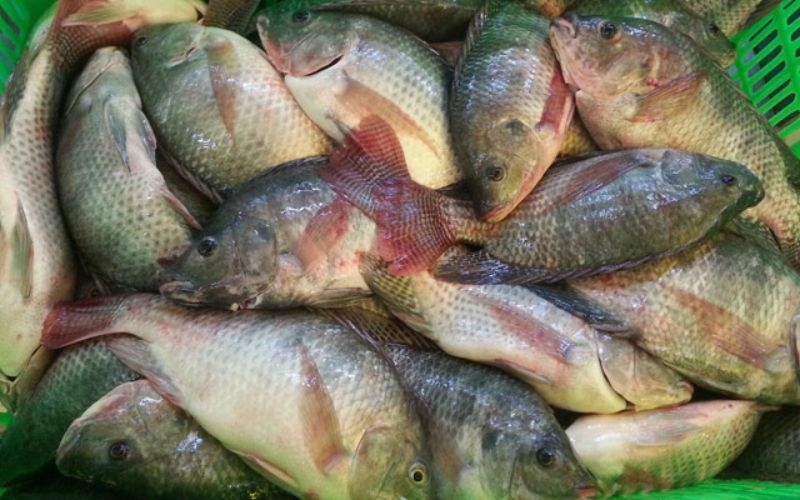 cách chọn cá rô đồng