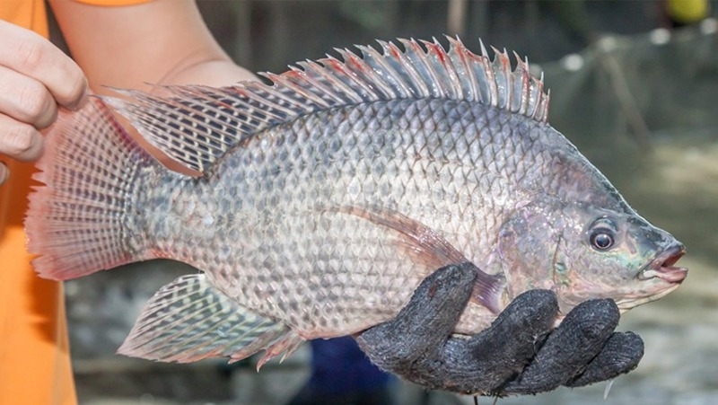 Cá rô phi nướng riềng sả 1