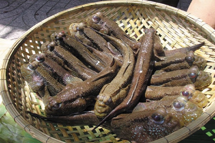 Cá thòi lòi nướng muối ớt (Hình 3)