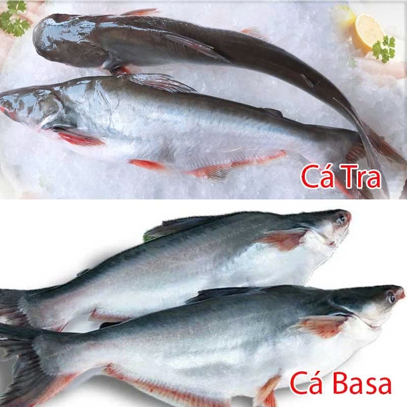 Cá tra bò hình 4