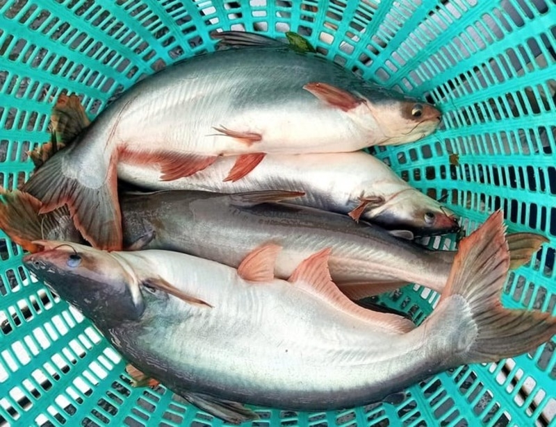 Cá tra nhúng giấm 1