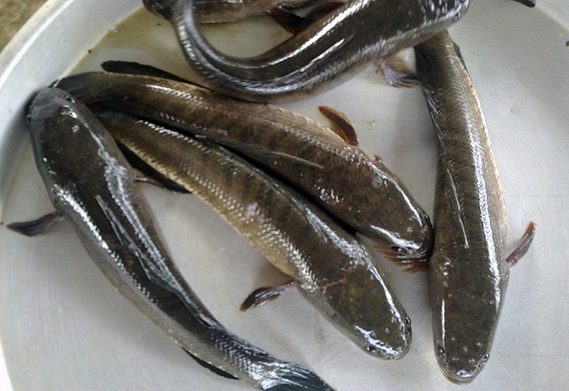 Cá tràu kho tộ ảnh 1