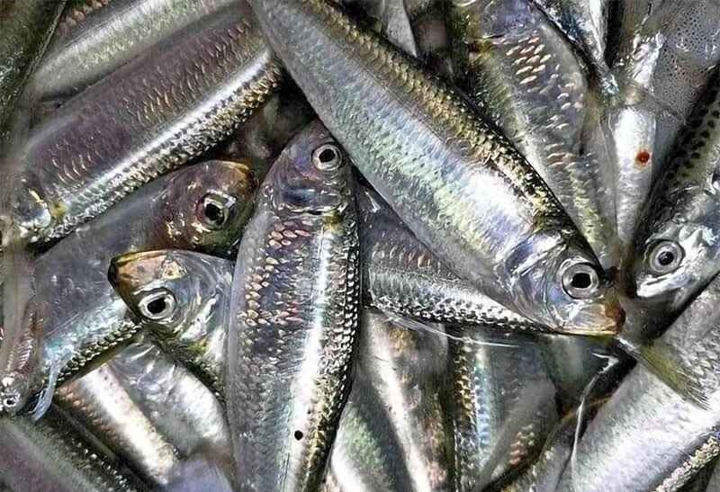Cách chọn cá trích tươi ngon