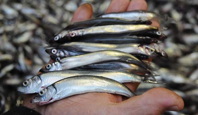 Cá trứng kho tiêu 2