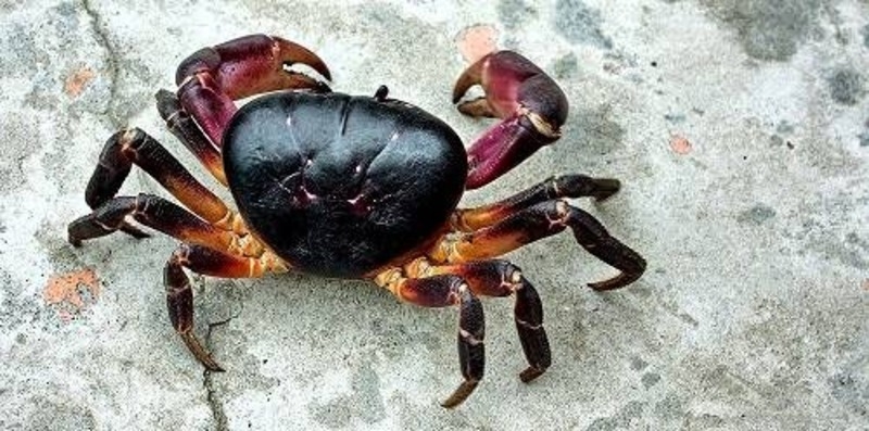 các loại cua 2