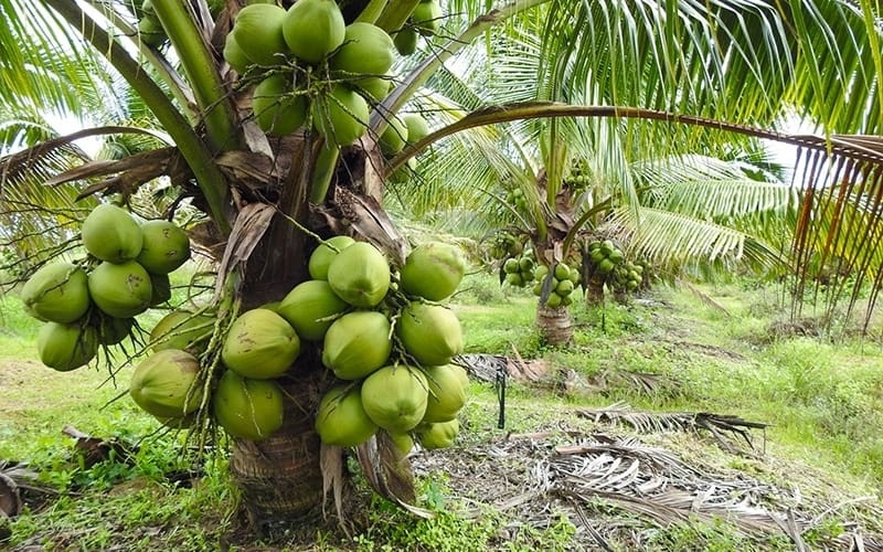các loại dừa 1