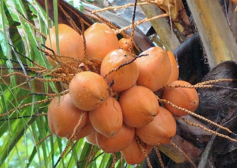 các loại dừa 2