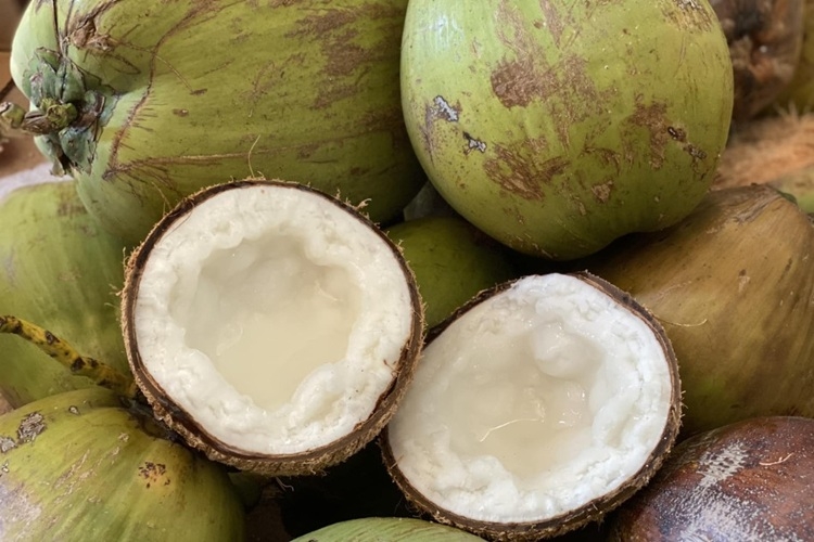 các loại dừa 6