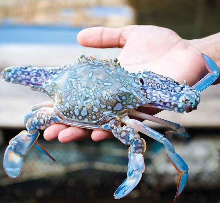 các loại ghẹ ảnh 2