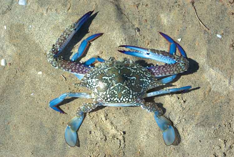 các loại ghẹ ảnh 3