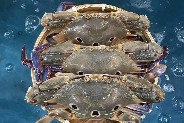 các loại ghẹ ảnh 7