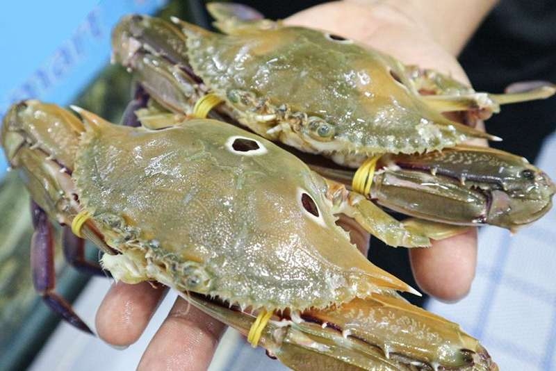 các loại ghẹ ảnh 8
