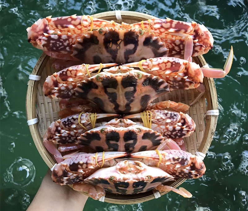 Các loại ghẹ hình 1