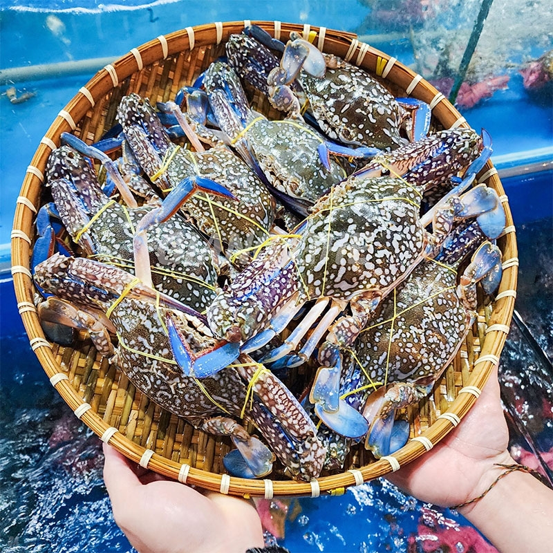 Các loại ghẹ hình 2