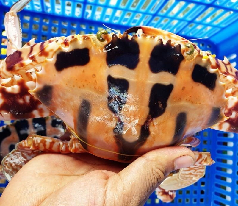 Các loại ghẹ hình 4