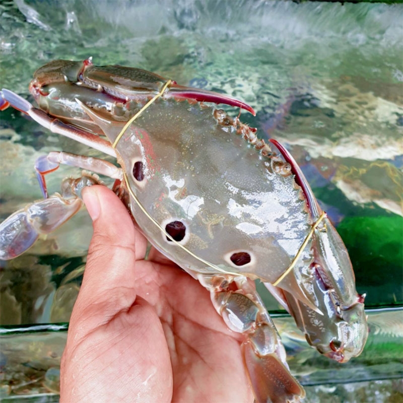 Các loại ghẹ hình 5