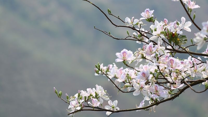 các loại hoa ăn được 1