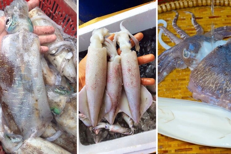 Cách phân biệt các loại mực phổ biến ở vùng biển Việt Nam và gợi ý chọn mực tươi ngon nhất