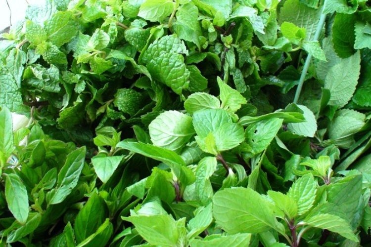 các loại rau ăn sống