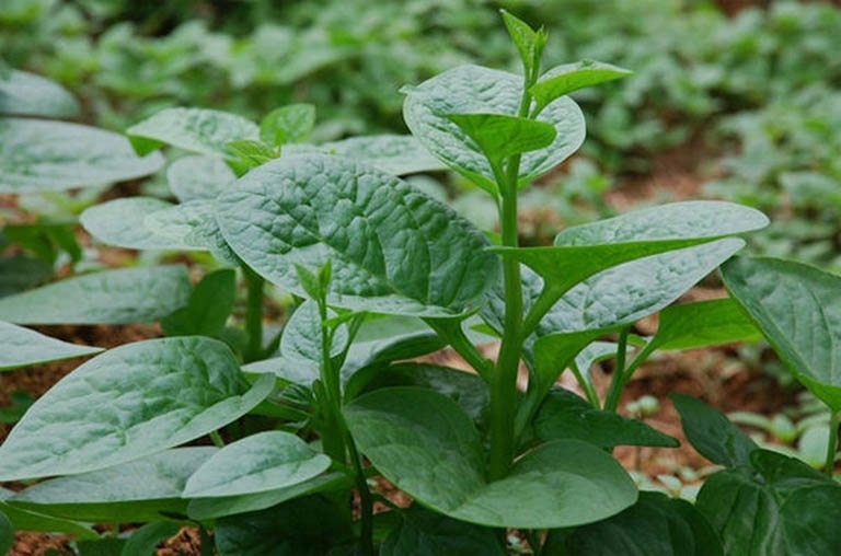 các loại rau củ 5